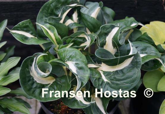 Hosta Oreo Cream